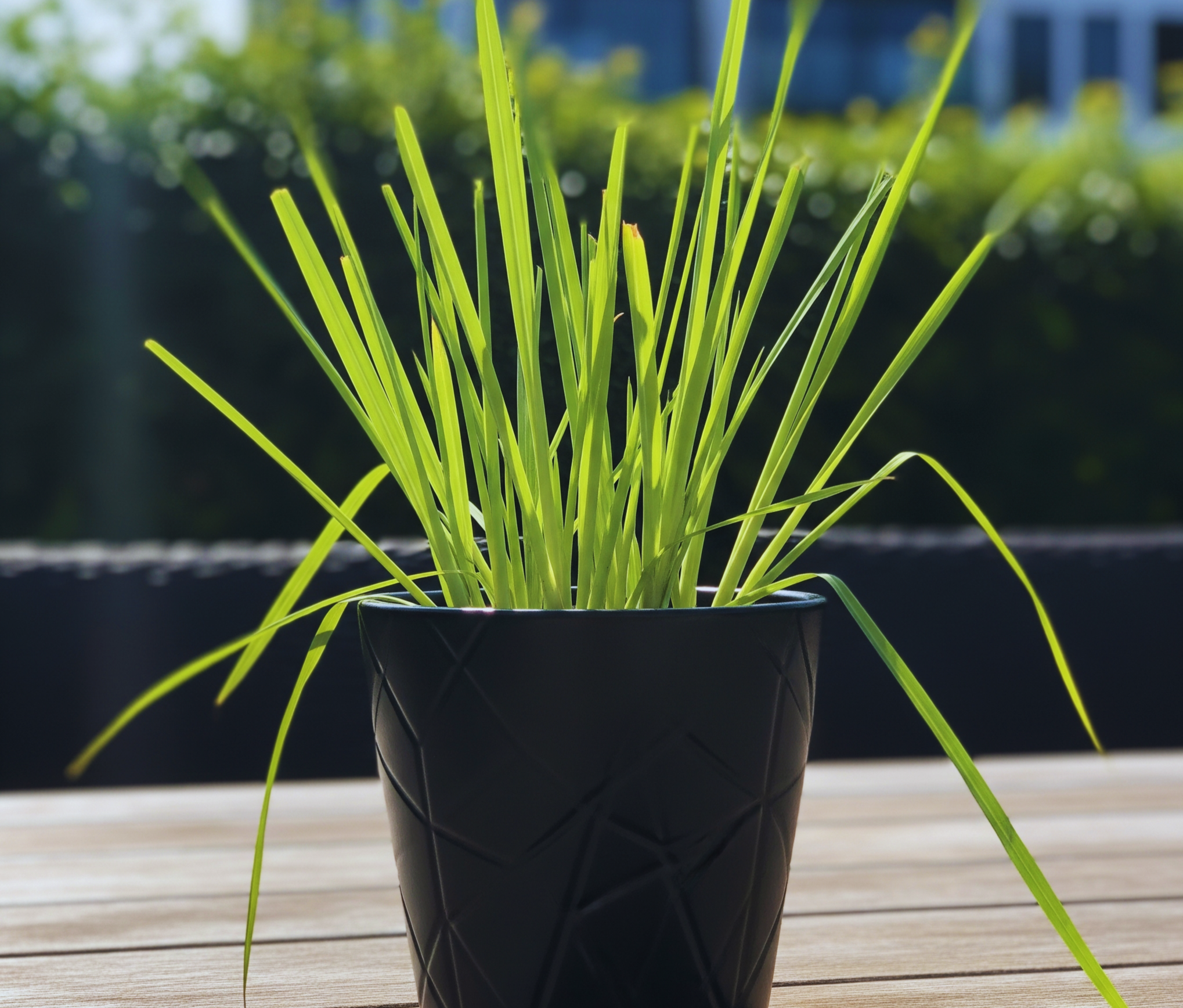 家庭で育てるレモングラスの健康効果と簡単レシピ【体験談付き】